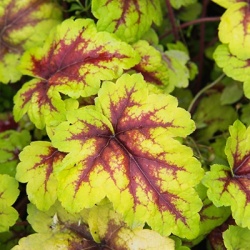 heucherella-x-hybrida-stoplights