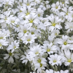 hoornbloem-cerastium-tomentosum