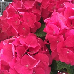 hortensia-hydrangea-macrophylla-glowing-embers