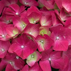hortensia_hydrangea-leuchtfeuer
