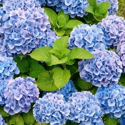 hortensia_hydrangea-macrophylla-blauw