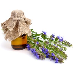 hysop-hyssopus-officinalis