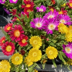 ijsbloem-delosperma-triomio