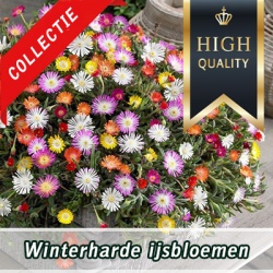 ijsbloemen