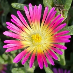 ijsbloemen_delosperma-cultivars-suntropics-purple