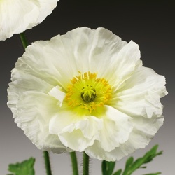 ijslandse-klaproos-papaver-nudicaule-pulchinella-white