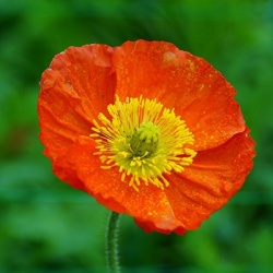 ijslandse_papaver_papaver-nudicaule-champagne-bubbles-f1-orange