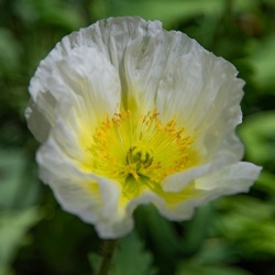 ijslandse_papaver_papaver-nudicaule-champagne-bubbles-f1-white