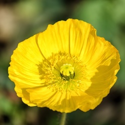 ijslandse_papaver_papaver-nudicaule-champagne-bubbles-f1-yellow