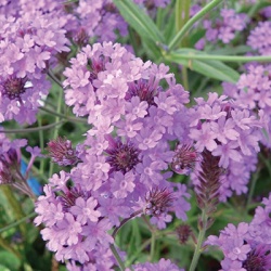 ijzerhard-verbena-rigida-venosaf