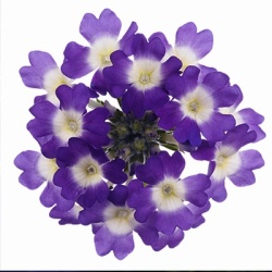 ijzerhard-verbena-x-peruviana-samira-blue-with-eyes