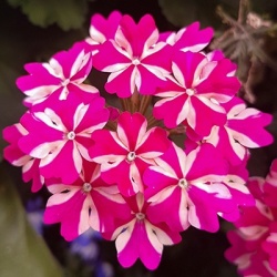 ijzerhard-verbena-x-peruviana-samira-rose-stars