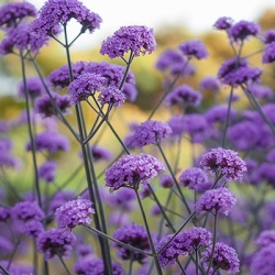ijzerhard_verbena-bonariensis-violetta