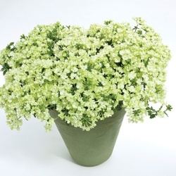 ijzerhard_verbena-hybrida-lanai-xl-lime-green