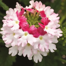 ijzerhard_verbena-hybrida-lanai-xl-twister-pink