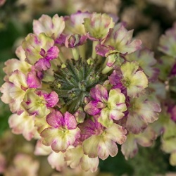 ijzerhard_verbena-hybrida-lanai-xl-vintage-vodka