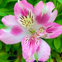 incalelie-alstroemeria-compact-rosie