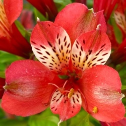 incalelie-alstroemeria-louis-improved