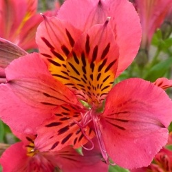incalelie-alstroemeria-majestic-tierce