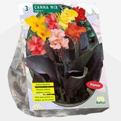 indisch_bloemriet_canna-gemengd-per-3