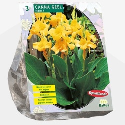 indisch_bloemriet_canna-groenblad-geel-per-3