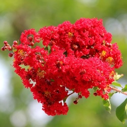 indische-sering-lagerstroemia-indica-red-filli