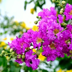 indische-sering-lagerstroemia-indica-violet-filli
