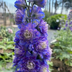 is-er-al-ridderspoor-delphinium-highlander-blueberry-pie