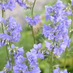 jacobs-ladder-polemonium-viscosum-blue-whirls