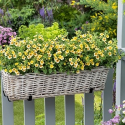 jamesbrittenia_jamesbrittenia-breviflora-goldstar