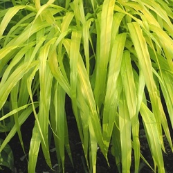japans_berggras_hakonechloa-m-all-gold