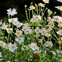 japanse-anemone-anemone-hupehensis-honorine-joberts