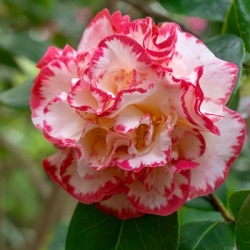 japanse-roos-camellia-japonica-margaret-davis