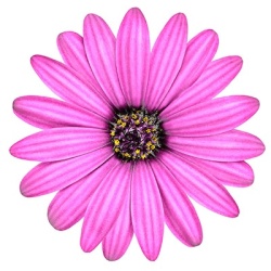 kaapse-margriet-osteospermum-ecklonis-erato-compact-pinks