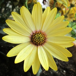 kaapse-margriet-osteospermum-ecklonis-erato-compact-yellows