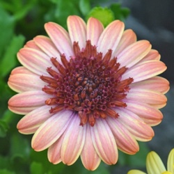kaapse-margriet-osteospermum-ecklonis-erato-double-orange-centerhenk