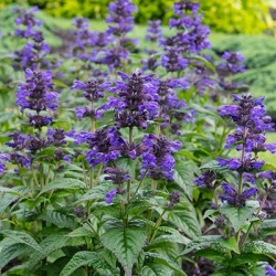 kattekruid_nepeta-neptune-bokratune_pbr-eu20170431