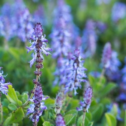 katteschrik-coleus-canina-verpiss-dich-cats