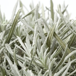 kerrieplant-helichrysum-italicum