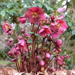 kerstroos-helleborus-frostkiss-anna_s-red