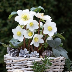 kerstroos-helleborus-niger