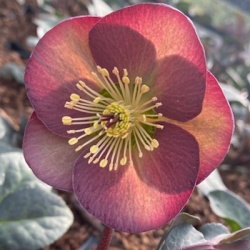 kerstroos-helleborus-orientalis-frostkiss-dana-s-dulcet