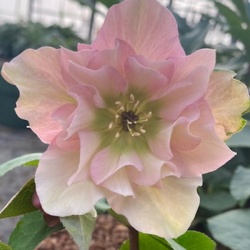 kerstroos-helleborus-orientalis-pink-double