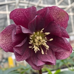 kerstroos-helleborus-orientalis-purple-double