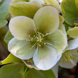kerstroos-helleborus-winter-moonbeam