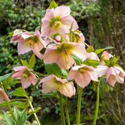 kerstroos_helleborus-orientalis-x-angel-glow