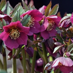 kerstroos_helleborus-x-hybridus3