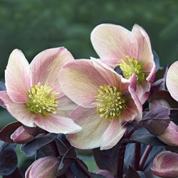 kerstroos_helleborus-x-hybridus4