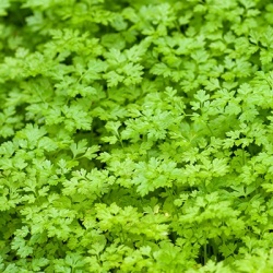 kervel-anthriscus-cerefolium