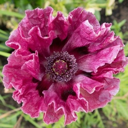 klaproos-papaver-orientalis-central-park